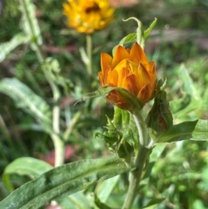 Xerochrysum bracteatum at QPRC LGA - 28 Feb 2024 10:41 AM