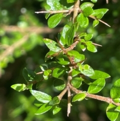 Coprosma quadrifida (Prickly Currant Bush, Native Currant) at Rossi, NSW - 27 Feb 2024 by JaneR