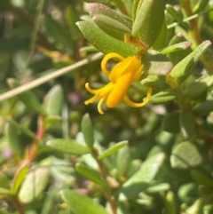 Persoonia asperula (Geebung) at QPRC LGA - 28 Feb 2024 by JaneR