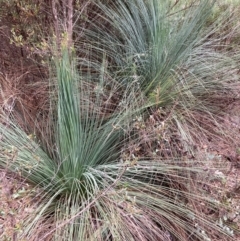 Xanthorrhoea glauca subsp. angustifolia (Grey Grass-tree) at Namadgi National Park - 27 Feb 2024 by NickiTaws