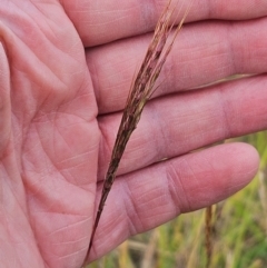 Bothriochloa macra (Red Grass, Red-leg Grass) at The Pinnacle - 27 Feb 2024 by sangio7