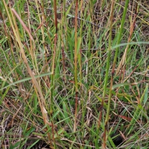 Bothriochloa macra at The Pinnacle - 28 Feb 2024