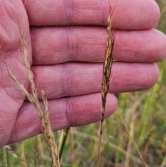 Bothriochloa macra at The Pinnacle - 28 Feb 2024