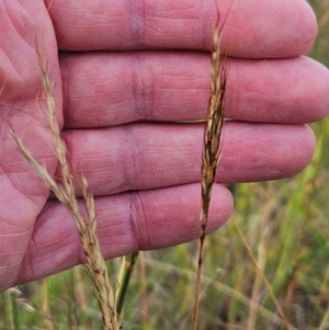 Bothriochloa macra at The Pinnacle - 28 Feb 2024