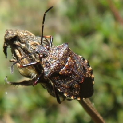 Pentatomidae (family) (Shield or Stink bug) at Cotter River, ACT - 26 Feb 2024 by Christine