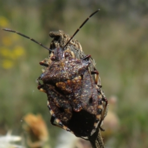 Pentatomidae (family) at Namadgi National Park - 26 Feb 2024