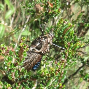 Acripeza reticulata at Namadgi National Park - 26 Feb 2024