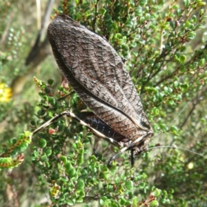 Acripeza reticulata at Namadgi National Park - 26 Feb 2024