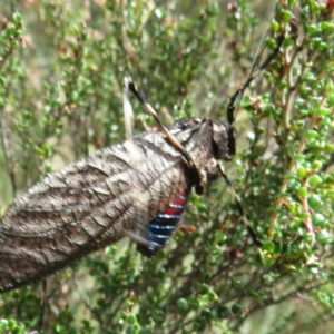 Acripeza reticulata at Namadgi National Park - 26 Feb 2024