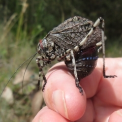 Acripeza reticulata (Mountain Katydid) at Cotter River, ACT - 26 Feb 2024 by Christine