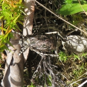 Acripeza reticulata at Namadgi National Park - 26 Feb 2024