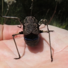 Acripeza reticulata at Namadgi National Park - 26 Feb 2024