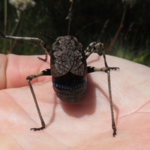 Acripeza reticulata at Namadgi National Park - 26 Feb 2024