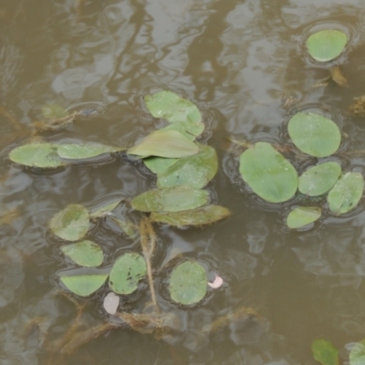 Potamogeton sulcatus (Pondweed) at Mulligans Flat - 4 Nov 2023 by michaelb