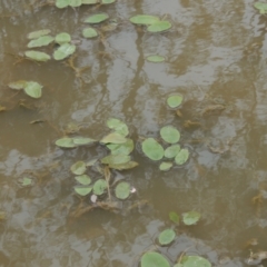 Potamogeton sulcatus at Mulligans Flat - 4 Nov 2023