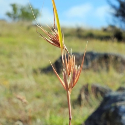 Themeda triandra (Kangaroo Grass) at The Pinnacle - 27 Feb 2024 by sangio7