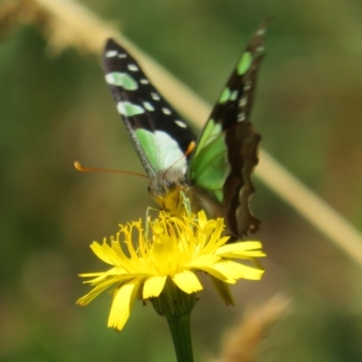 Graphium macleayanum (Macleay's Swallowtail) at Cotter River, ACT - 26 Feb 2024 by Christine