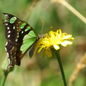 Graphium macleayanum at Namadgi National Park - 26 Feb 2024 12:27 PM