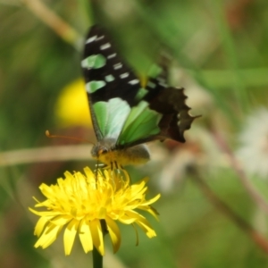 Graphium macleayanum at Namadgi National Park - 26 Feb 2024 12:27 PM