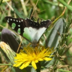 Graphium macleayanum at Namadgi National Park - 26 Feb 2024