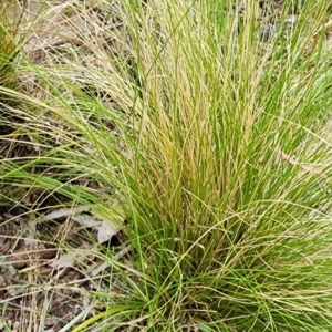 Nassella trichotoma at Lower Cotter Catchment - 29 Feb 2024