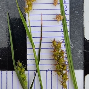 Cenchrus longispinus at Cotter Reserve - 29 Feb 2024