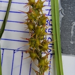 Cenchrus longispinus at Cotter Reserve - 29 Feb 2024