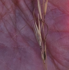 Austrostipa scabra (Corkscrew Grass, Slender Speargrass) at The Pinnacle - 28 Feb 2024 by sangio7