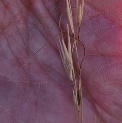 Austrostipa scabra (Corkscrew Grass, Slender Speargrass) at The Pinnacle - 27 Feb 2024 by sangio7