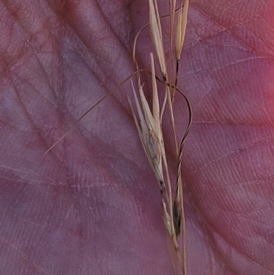 Austrostipa scabra (Corkscrew Grass, Slender Speargrass) at The Pinnacle - 27 Feb 2024 by sangio7