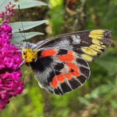 Delias harpalyce (Imperial Jezebel) at QPRC LGA - 28 Feb 2024 by MatthewFrawley