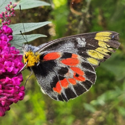 Delias harpalyce (Imperial Jezebel) at QPRC LGA - 28 Feb 2024 by MatthewFrawley