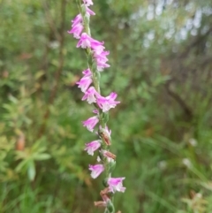 Spiranthes australis (Austral Ladies Tresses) at Penrose - 24 Feb 2024 by Aussiegall