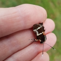 Hecatesia fenestrata (Common Whistling Moth) at Wingecarribee Local Government Area - 25 Feb 2024 by Aussiegall