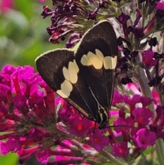 Nyctemera amicus (Senecio Moth, Magpie Moth, Cineraria Moth) at QPRC LGA - 28 Feb 2024 by MatthewFrawley