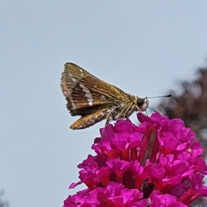 Taractrocera papyria at QPRC LGA - 29 Feb 2024