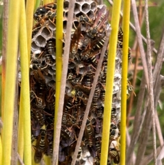 Polistes (Polistes) chinensis (Asian paper wasp) at Macgregor, ACT - 29 Feb 2024 by Peachli
