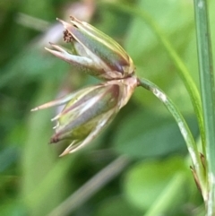 Juncus homalocaulis (A Rush) at Palerang, NSW - 28 Feb 2024 by JaneR