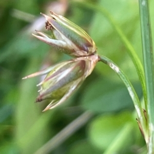 Juncus homalocaulis at QPRC LGA - 28 Feb 2024