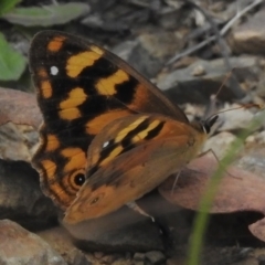 Heteronympha solandri (Solander's Brown) at Namadgi National Park - 28 Feb 2024 by JohnBundock