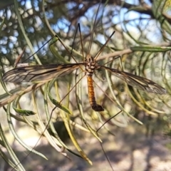 Ptilogyna sp. (genus) (A crane fly) at Lyons, ACT - 27 Feb 2024 by CraigW