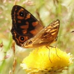 Oreixenica correae (Orange Alpine Xenica) at Cotter River, ACT - 28 Feb 2024 by JohnBundock