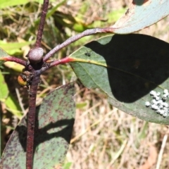 Eurymelinae (subfamily) at Namadgi National Park - 28 Feb 2024