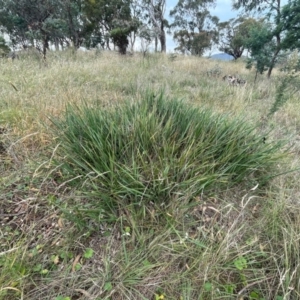 Dianella revoluta var. revoluta at Franklin, ACT - 29 Feb 2024 11:13 AM