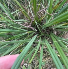 Dianella revoluta var. revoluta at Franklin, ACT - 29 Feb 2024