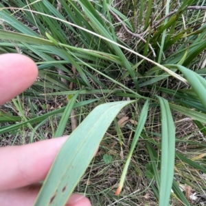 Dianella revoluta var. revoluta at Franklin, ACT - 29 Feb 2024