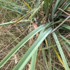 Dianella sp. aff. longifolia (Benambra) (Pale Flax Lily, Blue Flax Lily) at Franklin, ACT - 29 Feb 2024 by nathkay