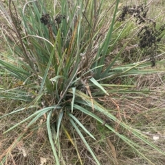 Dianella sp. aff. longifolia (Benambra) at Franklin, ACT - 29 Feb 2024 11:29 AM