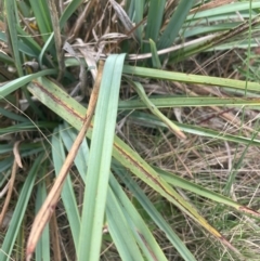 Dianella sp. aff. longifolia (Benambra) at Franklin, ACT - 29 Feb 2024