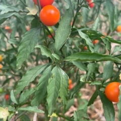 Solanum pseudocapsicum (Jerusalem Cherry, Madeira Cherry) at Franklin, ACT - 29 Feb 2024 by nathkay